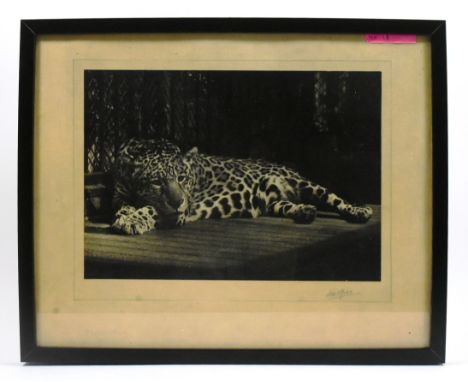 Former Bristol Zoo Gardens - a vintage c1950s framed cabinet photograph of a Bristol Zoo leopard. Signed in pencil to the mar