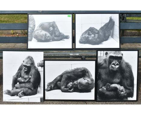 Former Bristol Zoo Gardens - a collection of x5 vintage Gorilla photographs c1960s / 1970s, four being framed. Each depicting