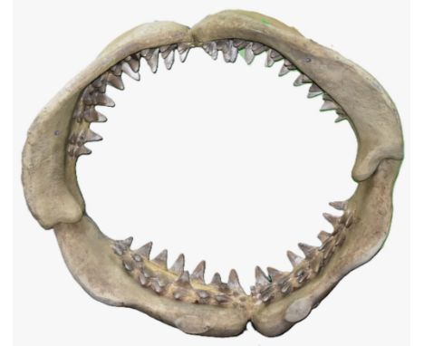 Former Bristol Zoo Gardens - a large vintage life-size 1/1 scale shark's jaw replica in fibreglass / resin. Displayed at Bris