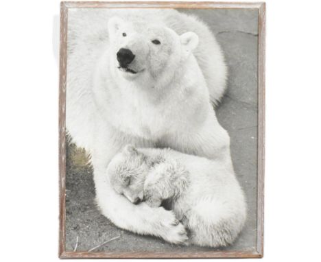 Former Bristol Zoo Gardens - Sebastian The Polar Bear - an original vintage c1958 large format photograph of Polar Bear cub S