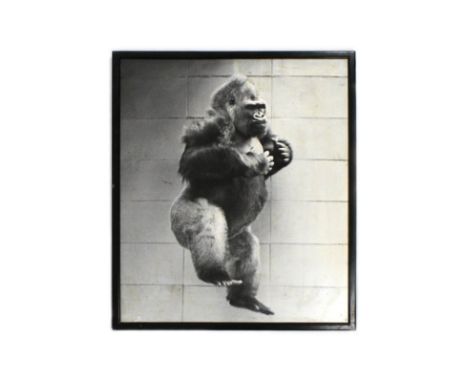 Former Bristol Zoo Gardens - a large vintage framed photograph of Samson the Gorilla. Framed. As displayed in Bristol Zoo Gar
