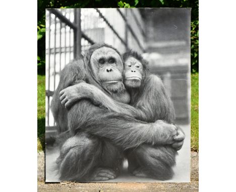 Former Bristol Zoo Gardens - a large format vintage photograph of the two Orangutans Abang and Dayang. As displayed around th