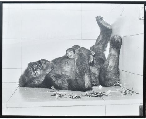 Former Bristol Zoo Gardens - Delilah & Daniel - a large vintage c1970s framed photograph of Gorilla Delilah and her newborn D