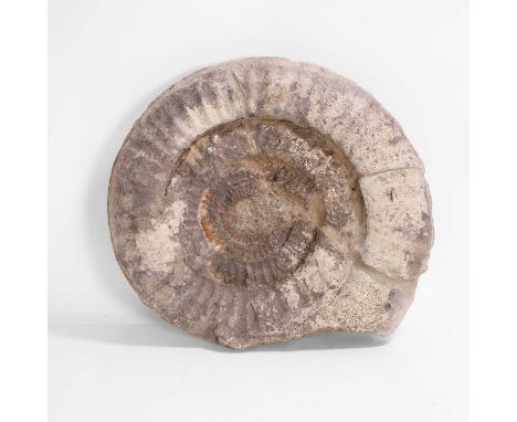 A large ammonite fossil, Cretaceous period, 145 to 66 million years ago, 37cm wide8cm deep33cm high