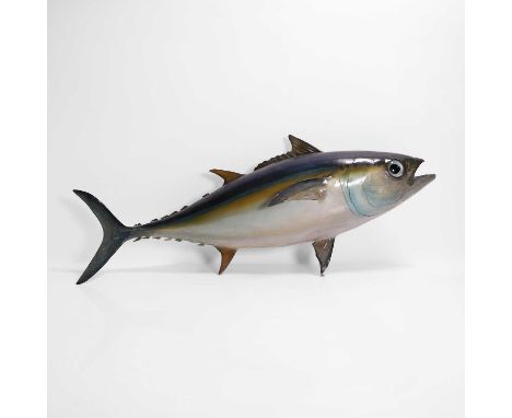 A taxidermy yellowfin tuna (Thunnus albacares), mid-20th century, by repute caught by Bob Marley with Julian Moulton, Montego