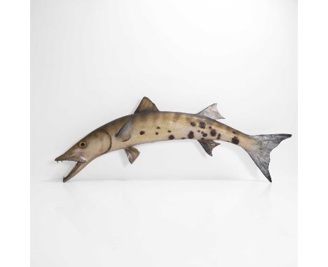 A taxidermy barracuda (Sphyraena barracuda) mid-20th century, by repute caught by Bob Marley with Julian Moulton, Montego Bay
