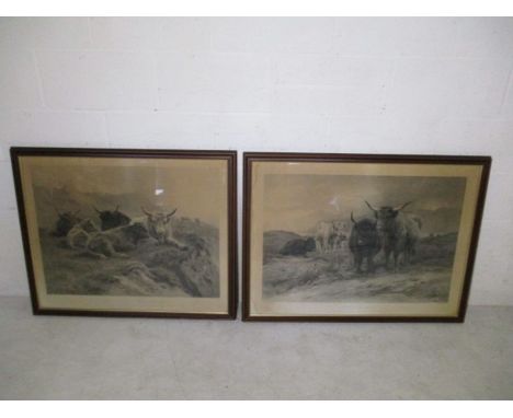A pair of large framed prints of Highland cattle- "Scottish Chiefs" and "Scotch cattle at rest- Glencoe"