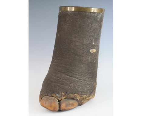 An early 20th century taxidermy Elephant (Loxodonta) stick stand with brass rim, h.43cm.