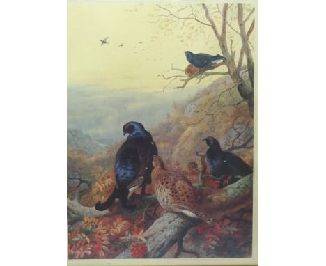 Black Grouse in Tree, ltd.ed colour print after Archibald Thorburn printed by W R Royle and Son and Pub. The Tryon Gallery 19