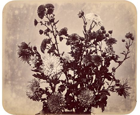 [*] Braun, Adolphe -- Flower study. Circa. 1855. Varnished salted paper print. 31,4 x 37,2 cm (37,2 x 43,3 cm). Trained origi