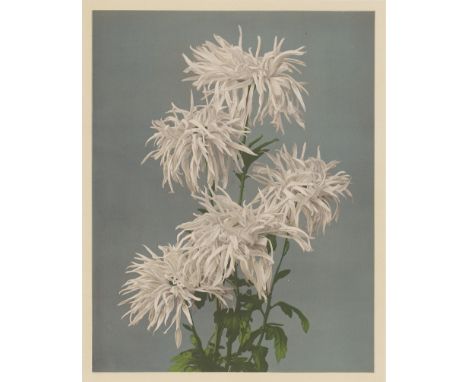 Ogawa, Kazumasa -- Japanese flower studies. 1890s. 8 collotypes with lithographic overprinting in colour. Each between 24,2 x