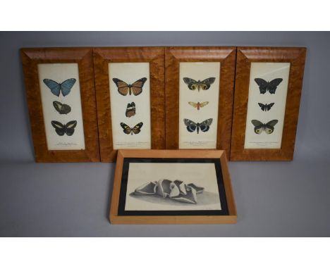A Set of Four Maple Framed Butterfly Prints together with a Framed Pencil Sketch by A Palmer, Dated 1985 