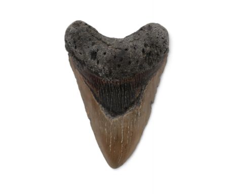 A large Megalodon (Otodus Megalodon) tooth fossil, Pliocene Period, 11.5cm x 7.5cm Condition Report:Available upon request