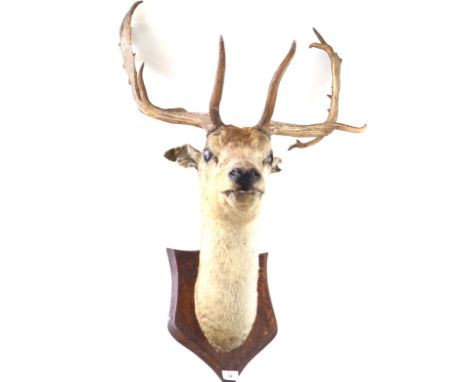 Taxidermy:  Model of a fallow stags headLength 108cm 