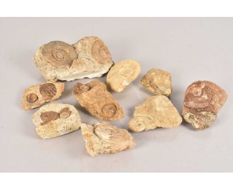 Ammonite in Matrix, 19cm x 11cm, together with a selection of other Ammonites in Matrix, various sizes and quality (parcel) t