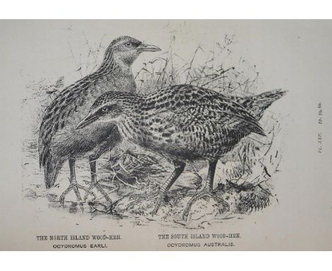 Buller,W.L.: Manual of the Birds of New Zealand. Wellington, Didsbury 1882. Gr.8°. Mit lithogr. Front., 40 lithogr. Taf. (num