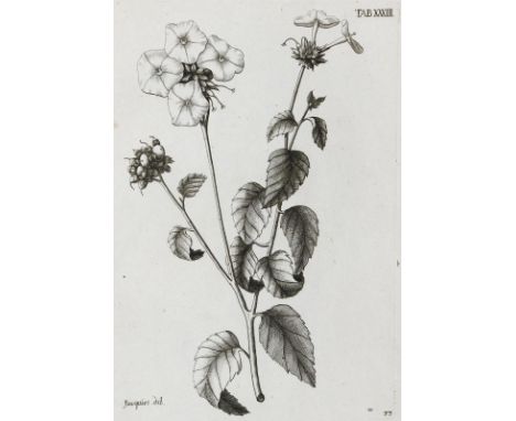 Jacquin,N.J.v.: Selectarum stirpium Americanarum historia, in qua sistuntur plantae illae, quas in insulis Martinica, Jamaica