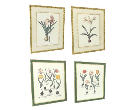 French School - pair of botanical studies of amaryllis, colour print, 21" x 15", framed; together with two further botanical 