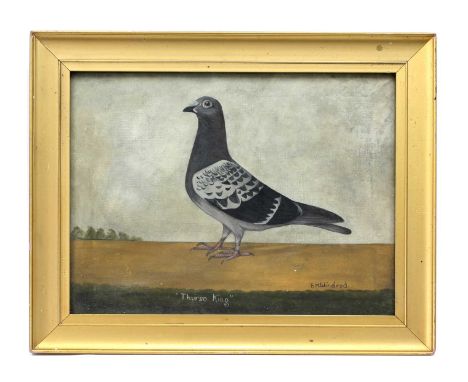 English SchoolPortrait of a Racing Pigeon 'Thurso King', oil on canvas (small patch verso), bears signature Edward Henry Wind