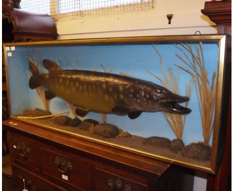 A Cased Pike, in naturalistic setting, plaster cast, 18&rdquo; x 48&rdquo; x 8&rdquo;
Condition:
Case with some scuffs to gil