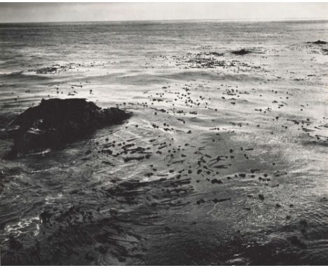 Artist: Edward Weston (American, 1886 - 1958). Title: "Sea and Kelp". Medium: Original photogravure. Date: Composed 1940. Pri