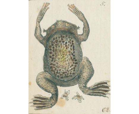 Zoologie.: 35 Aquarelle mit Abb. von Amphibien, Reptilien, Fischen und Reptilien, mehrere monogrammiert C. E., handschriftlic