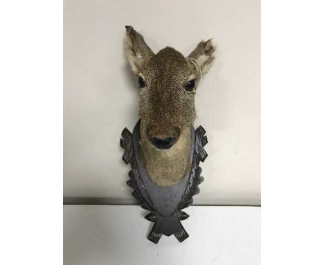 A taxidermy deer head mounted on panel