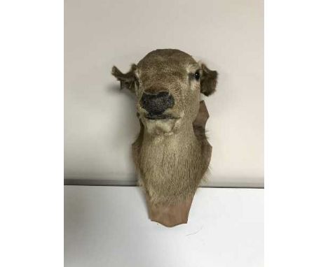 A taxidermy deer head mounted on panel