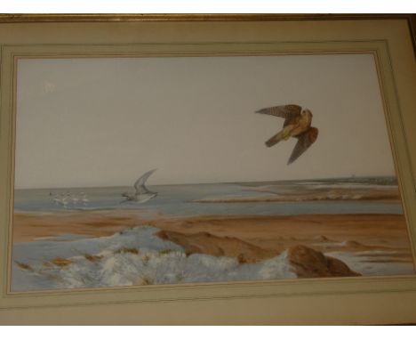 R** David Digby - watercolour"Falcon and gulls over the seashore", signed, labelled to verso, 16" x 23"
