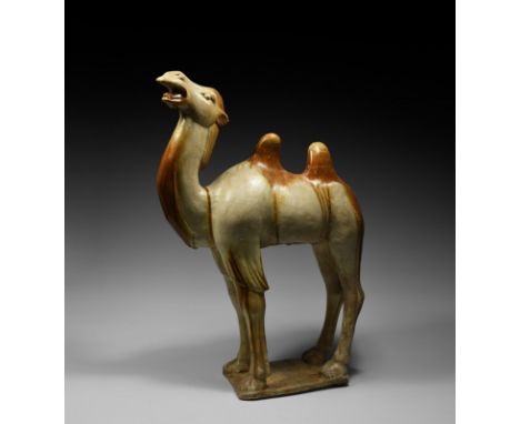Tang Dynasty, 618-907 AD. A glazed ceramic Bactrian camel modelled in the round standing on an integral rectangular base, nec