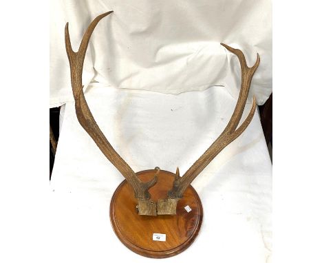 A pair of K point antlers on wall plaque, a vintage toboggan