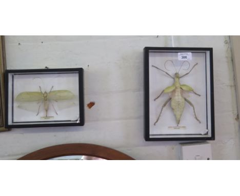 A mounted green nymph stick insect, 18cm long and another of a jungle leafhopper, 16cm wide (2)