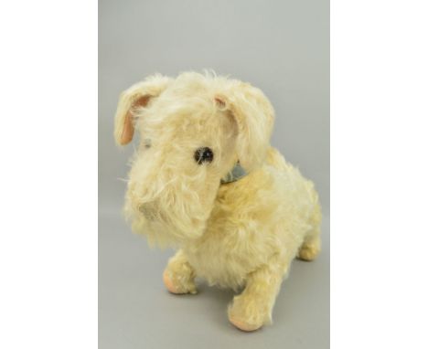 A CHILTERN TOYS TERRIER, white plush with blue leather collar (worn), missing plastic nose, some wear and minor fur loss, len