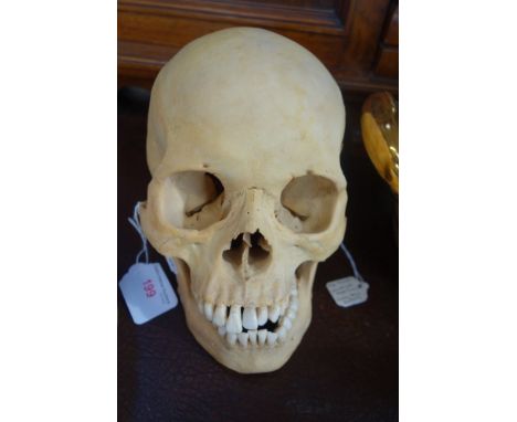 A HUMAN SKULL SPECIMEN