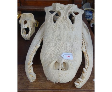 AN ALLIGATOR SPECIMEN SKULL AND JAW BONES and a smaller skull labelled "Skulls Unltd"