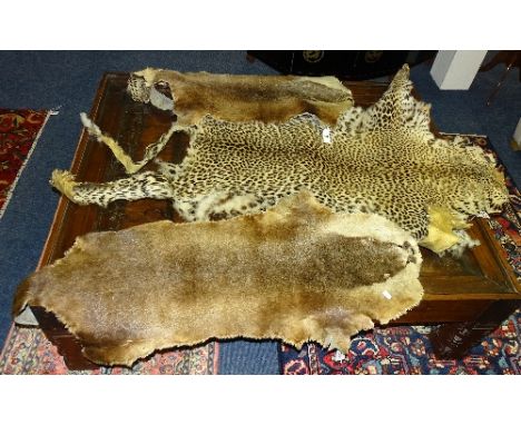 A vintage leopard skin pelt/rug, 184cm long, together with two vintage beaver skin pelts, 137cm & 109cm long (3)