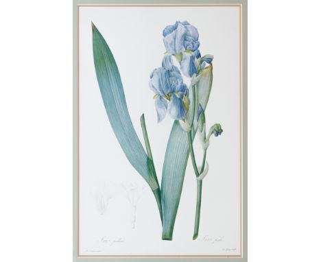 A colour print after P. J. Redoute, 'Iris pallida' (Iris Pale) - 50 x 32.75cm., in a silvered frame, 67.25 x 50.5cm.