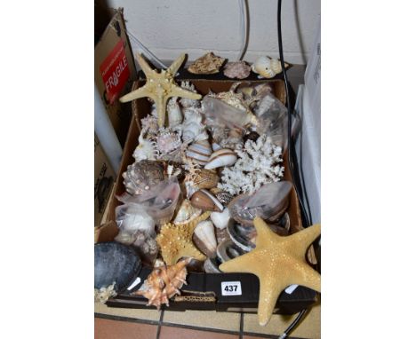 A COLLECTION OF SEA SHELLS, assorted sizes and types, some bagged with a branch of brain coral, including mother of pearl int