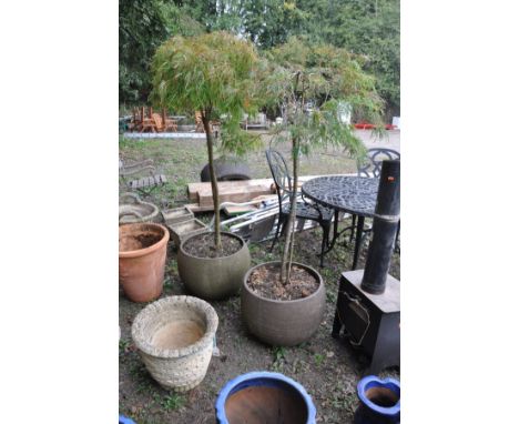A PAIR OF BROWN COMPOSITE PLANTER'S with planted fur trees, diameter 49cm x 40cm to top of planter