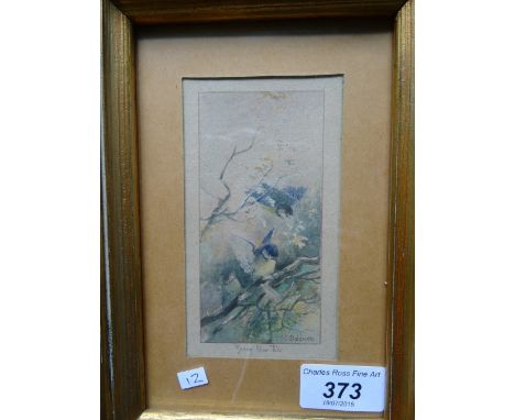 A watercolour depicting two young blue tits among branches, 12cm x 6cm, signed in pencil, CHC Baldwyn, in a glazed gilt frame