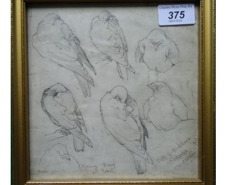 Pencil and ink on paper, a study of young jackdaws, signed CHC Baldwyn, Woolhope Road, Worcester, 18.5cm x 18cm in gilt glaze