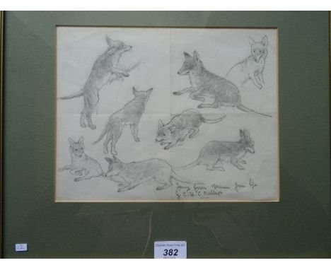 Pencil drawing on paper, entitled 'Young Foxes Drawn from Life', signed CHC Baldwyn, 20cm x 25cm.