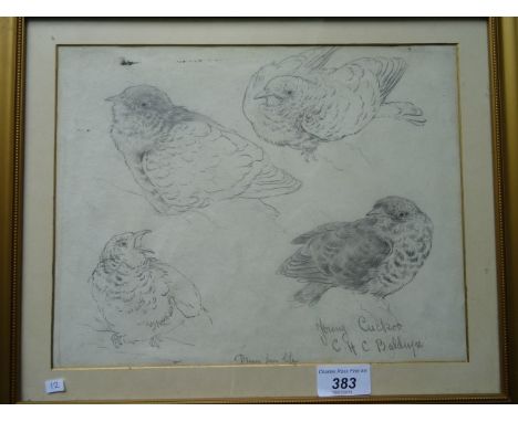 Pencil on paper drawing, entitled Young Cuckoo, a study of four birds, signed, CHC Baldwyn, 22cm x 29cm in gilt glazed frame.