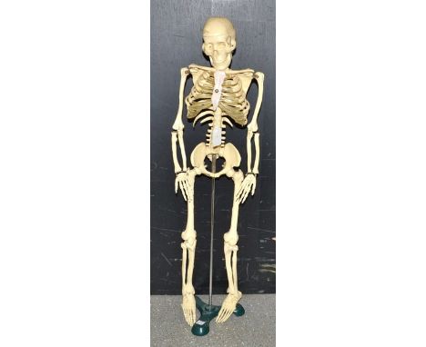An anatomically correct students model skeleton, cast iron triform stand, 