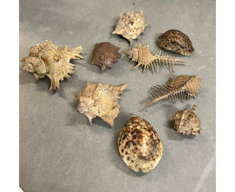 A selection of vintage shells 