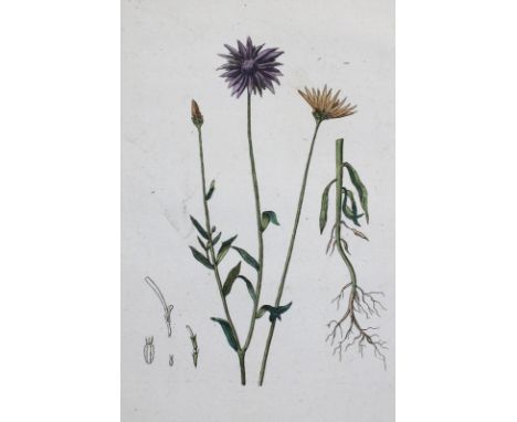 Philibert,J.C.: Exercices de botanique, a l'usage des commencans. 2 tomes. Paris, Bossange, Masson et Besson 1801. Kl.4°. Mit