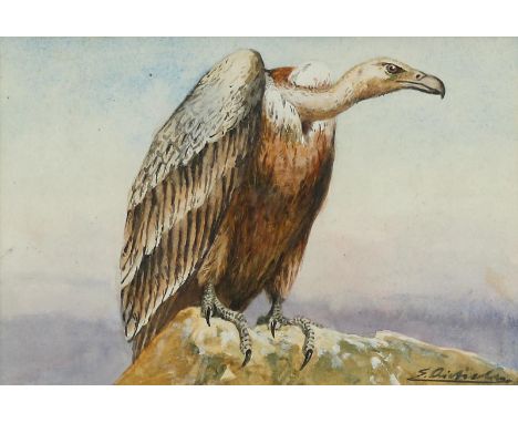 Aichele, Erwin: (1887 Höhefeld/Baden - Pforzheim-Eutingen 1974). Gänsegeier auf einem Felsen oder Berggipfel sitzend. Aquarel