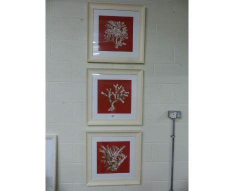Three framed contemporary prints of marine corals.  Each approx. 61.5cm x 61.5cm including frame 