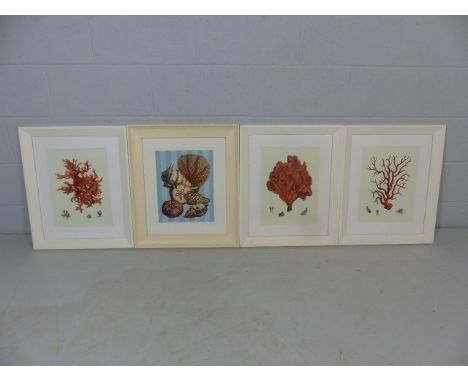 Four framed contemporary prints of marine coral and shells.  Each approx. 59.5cm x 51.5cm including frame 