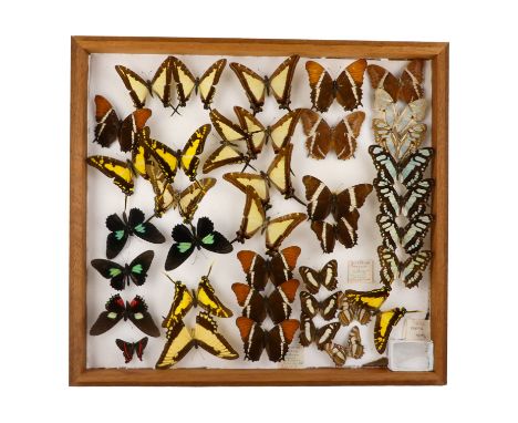 A case of butterflies randomly mounted - including Rusty-tipped Page and Emerald Patch Cattleheart